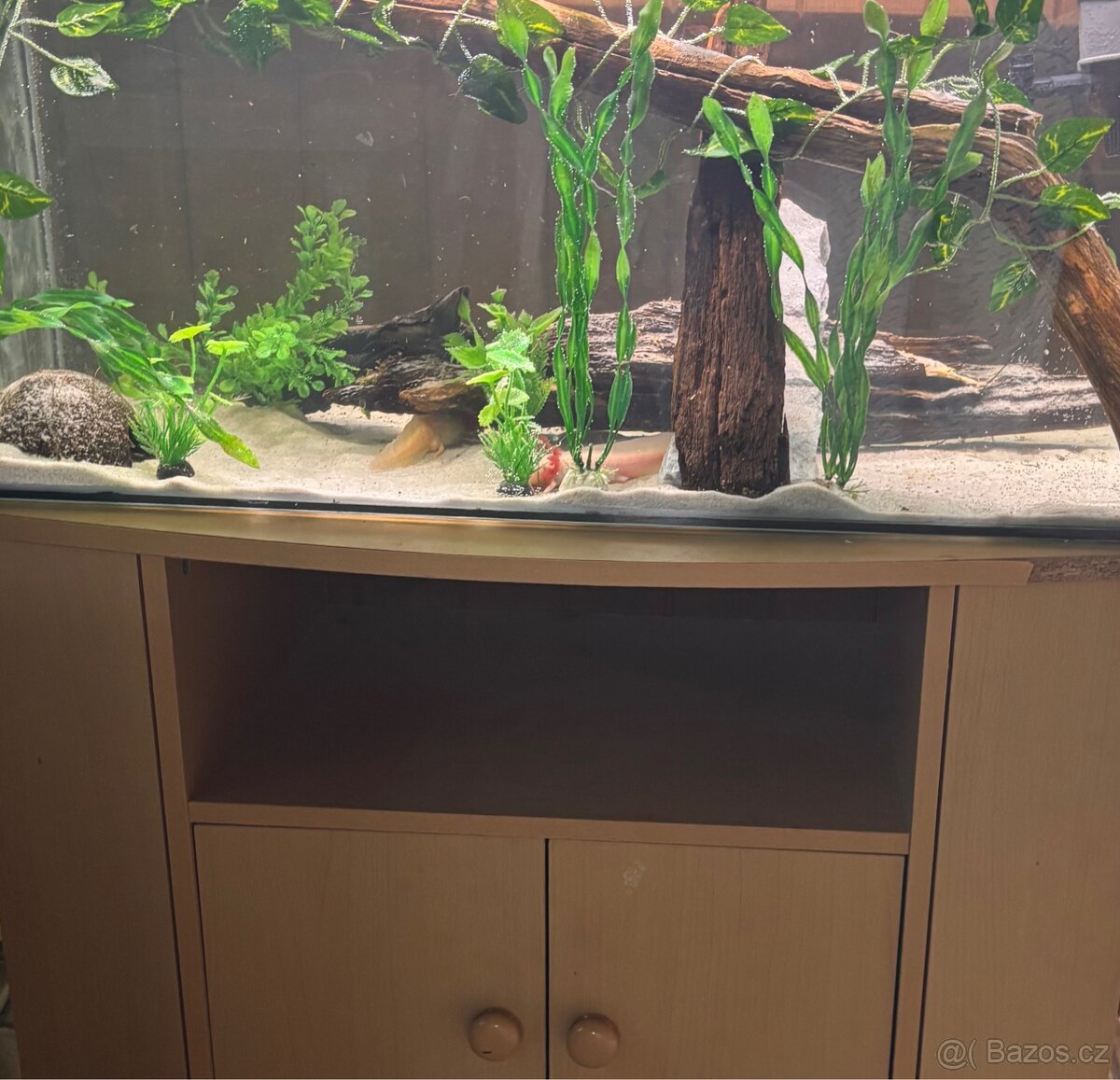 Axolotli + akvarium SPĚCHÁ - 2