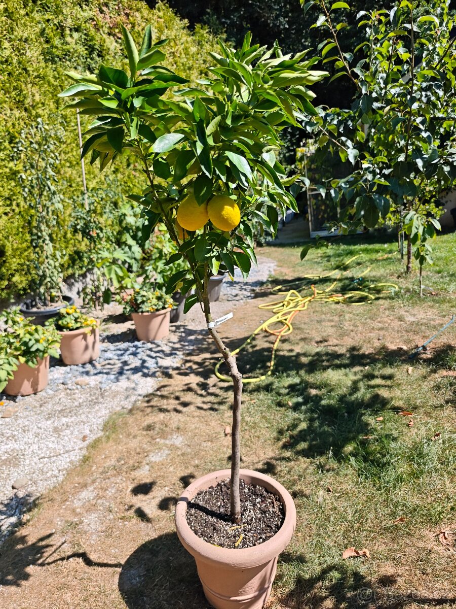 Citrus Sinensis - Pomeranč Tarocco - 2