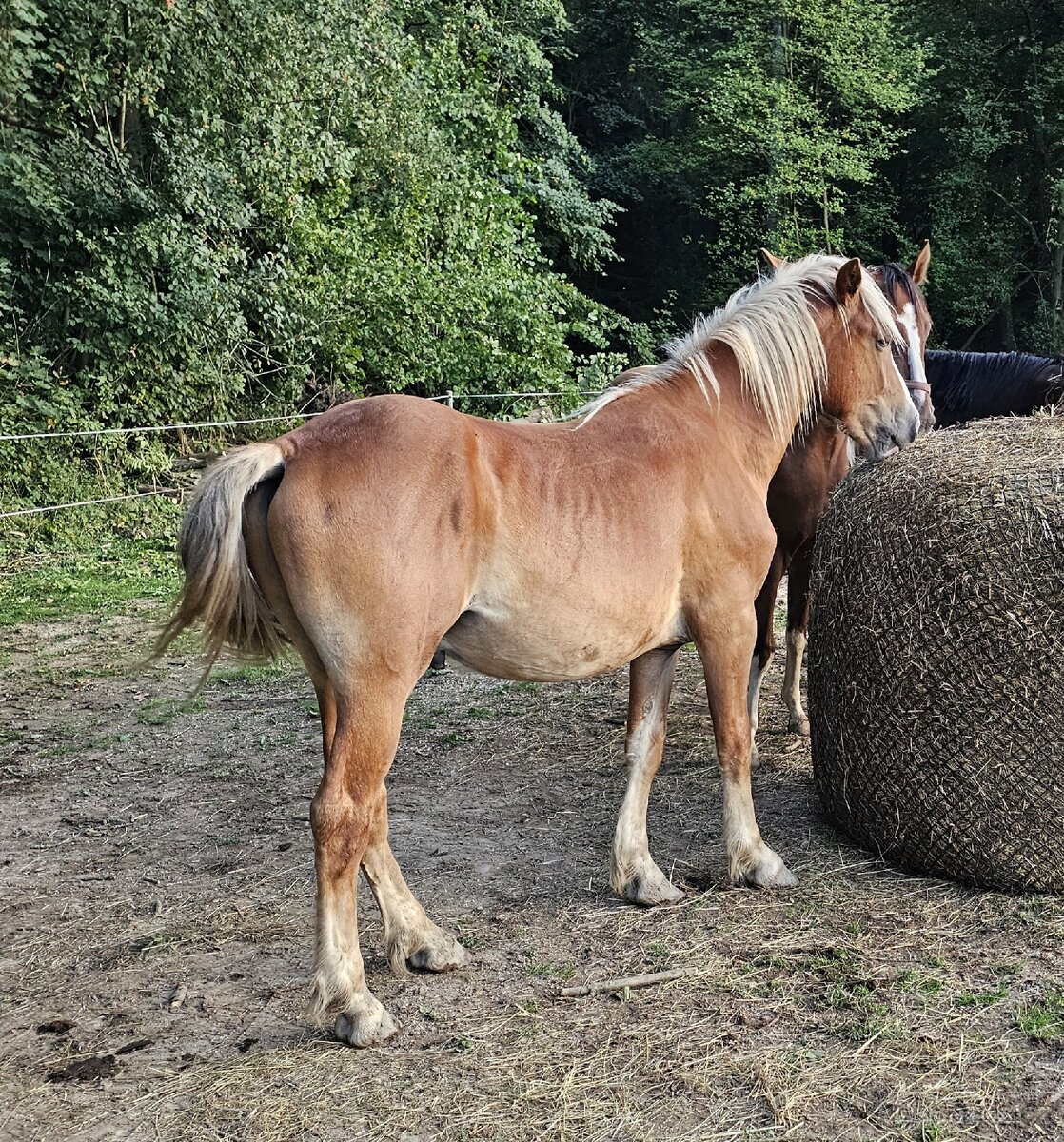 Prodej 1,5l hřebečka - 2