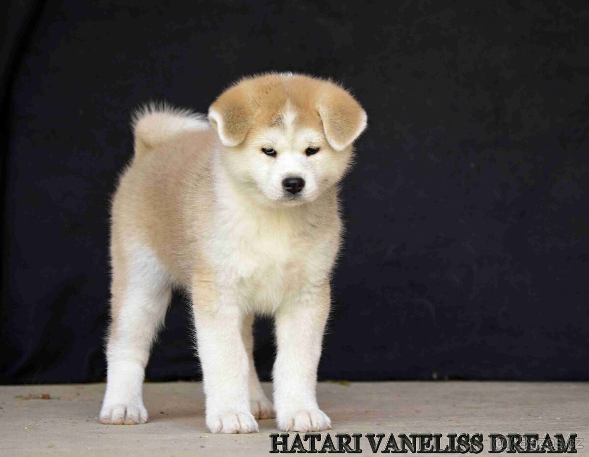 AKITA INU - 2