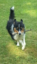 Krytí border kolie - Lanškroun - 2