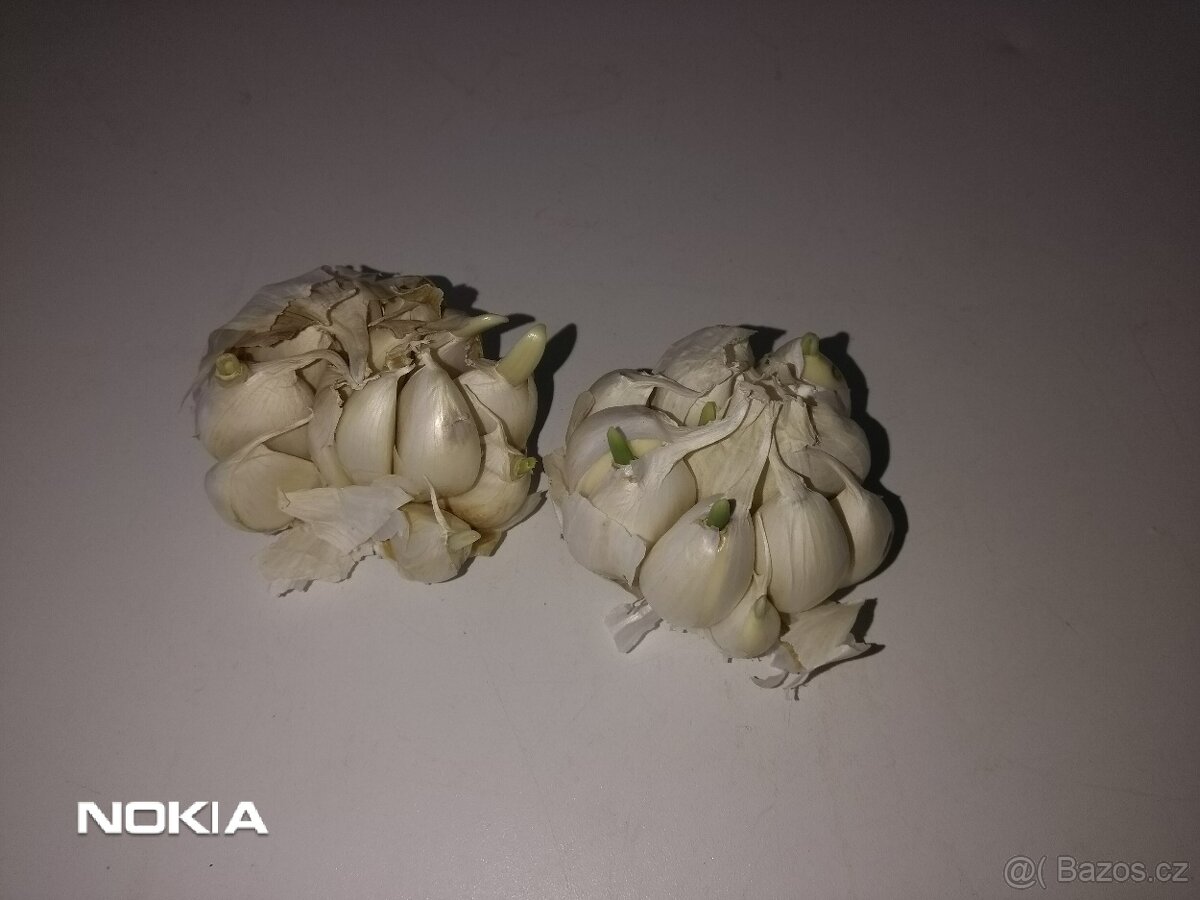 Český česnek - modrý paličák - 2