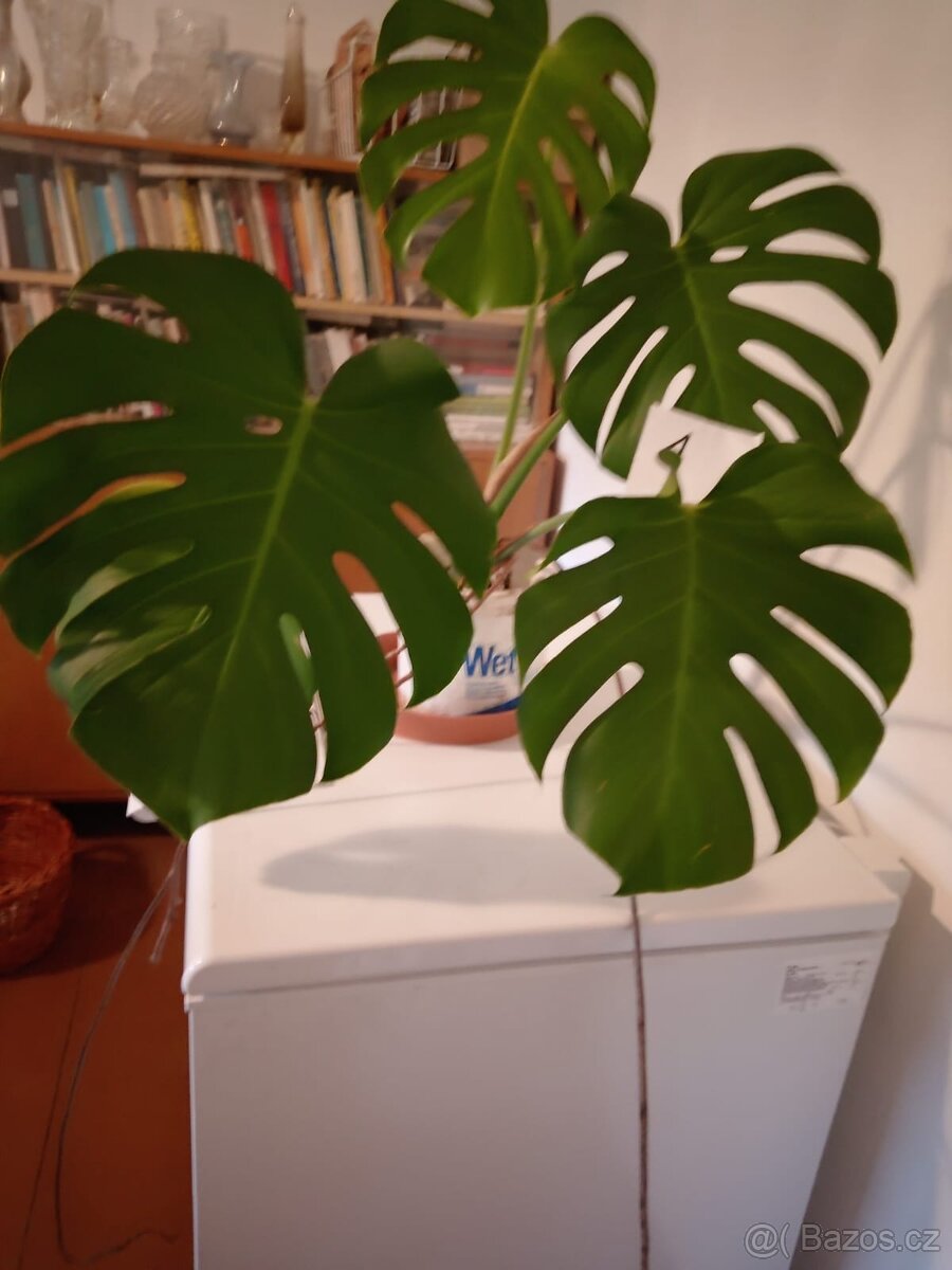 Monstera - 2