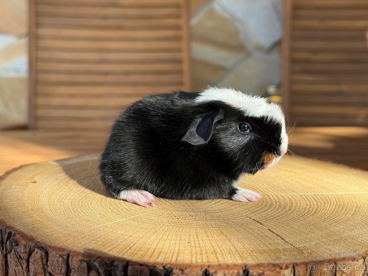 Morče, morčata s PP - 2