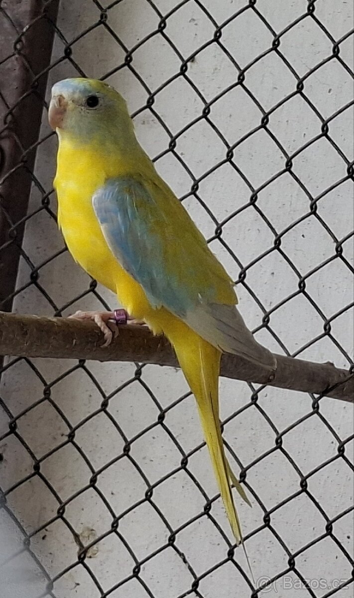 Neoféma tyrkysová žltobruchý opalín - 2