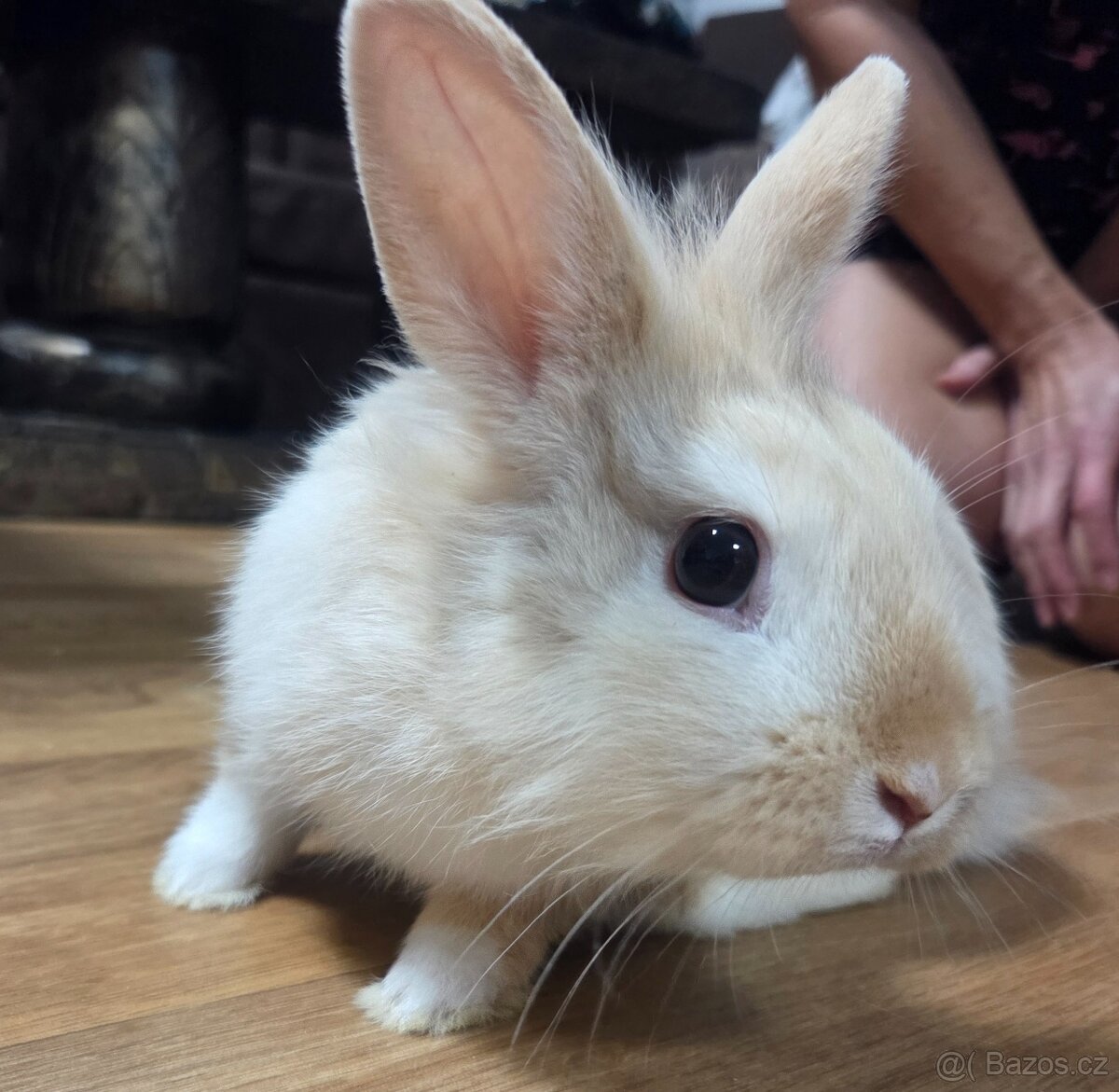 Zakrslý králík - 2