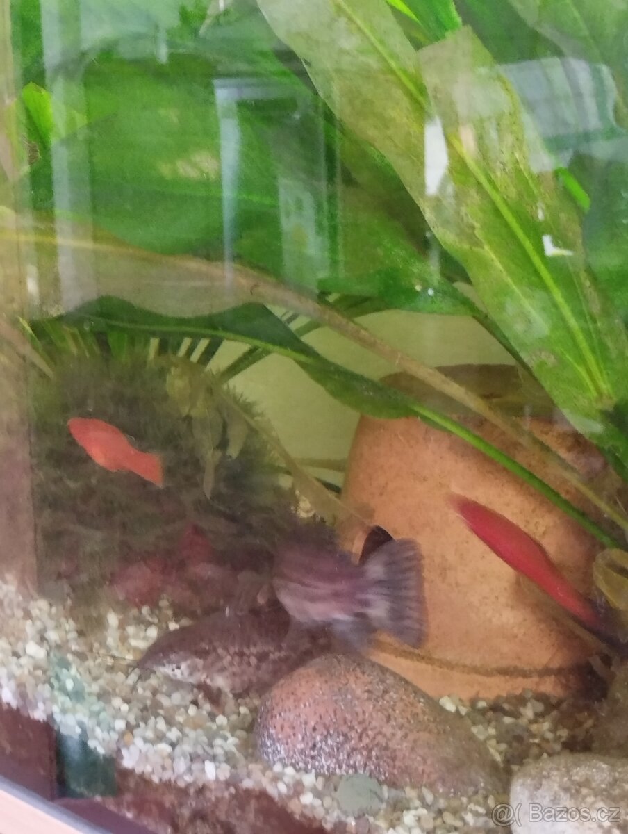 Akvárium 80×35×40 - 2