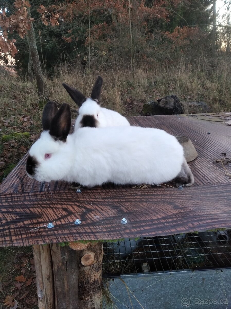 Králíci - 2