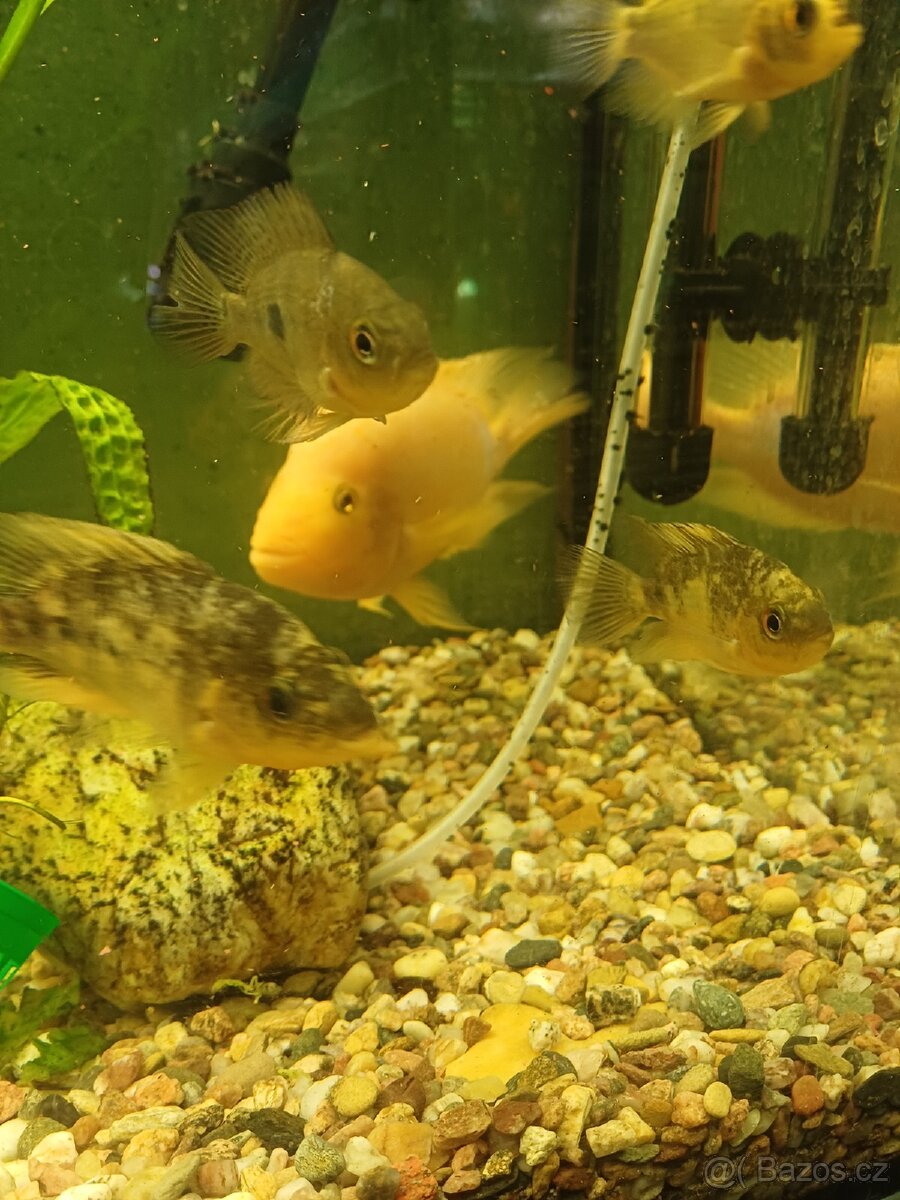 Prodám Kančíky citronové - 2