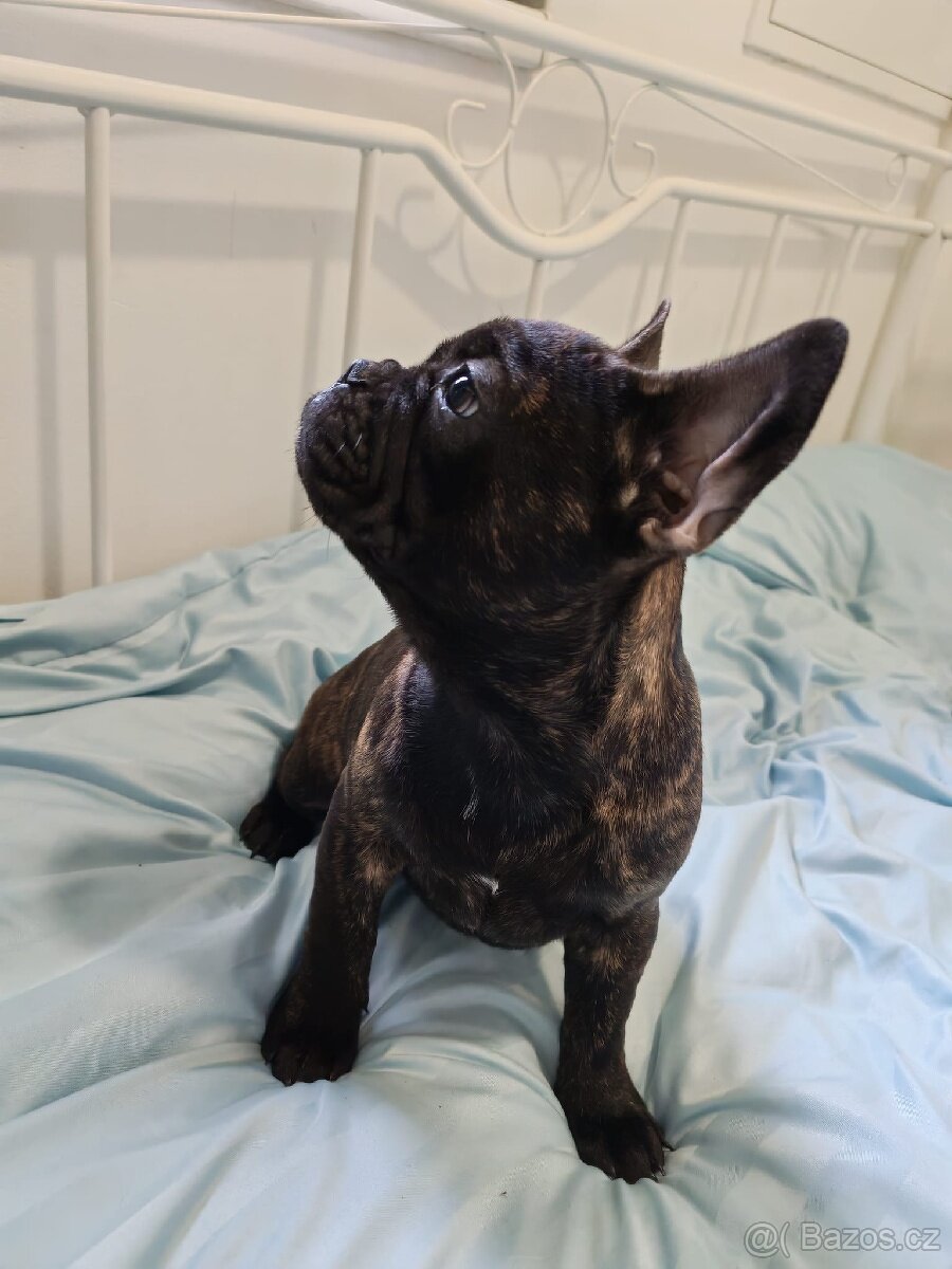 Francouzský buldoček - 2