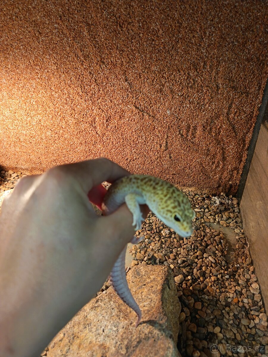 Samec Gekončíka nočního - 2