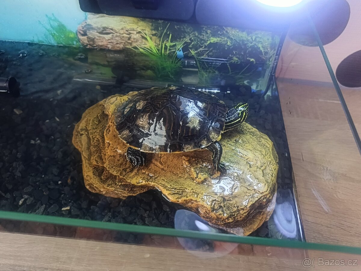Prodám vodní želvu - 2