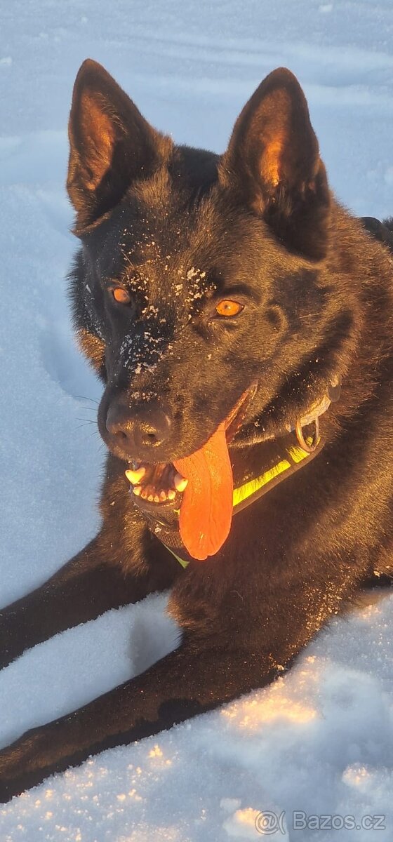 Německý ovčák -krytí - celočerný - 2