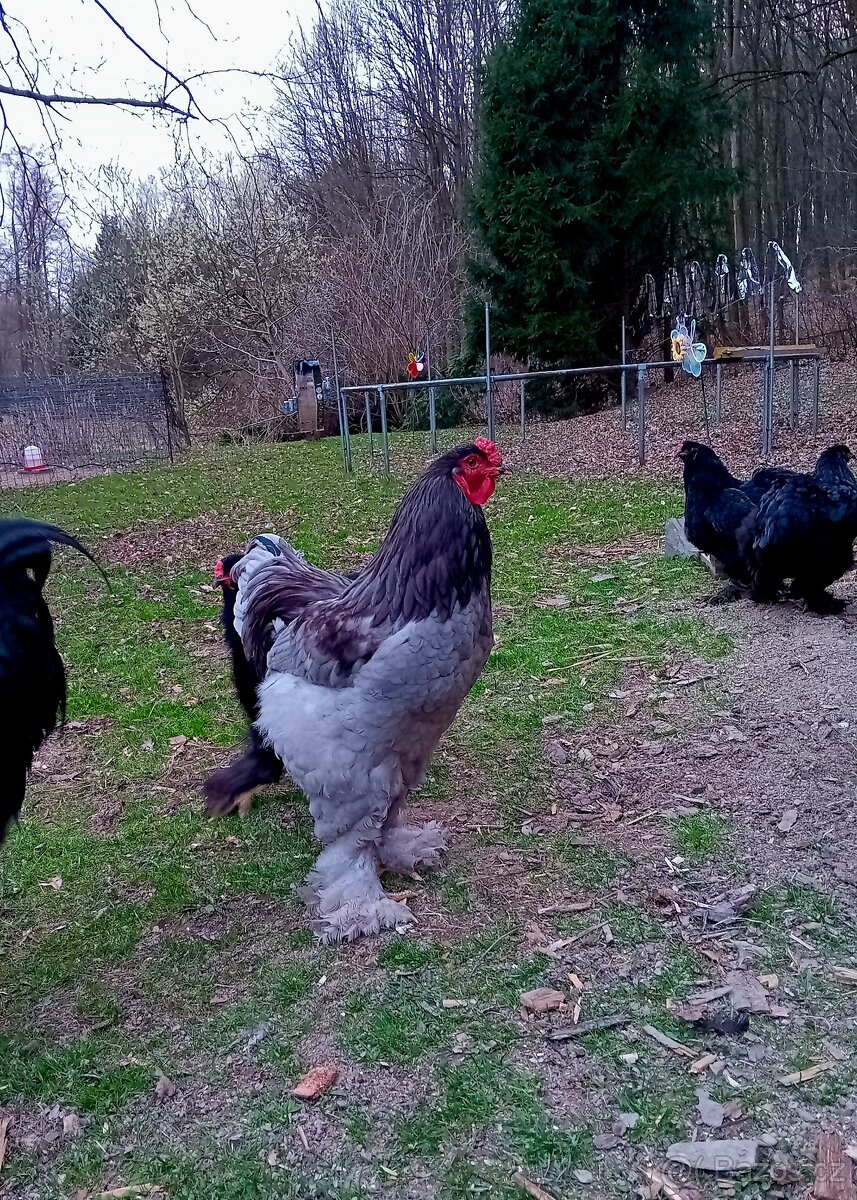 Brahmanka velká - násadbová vajíčka - 2