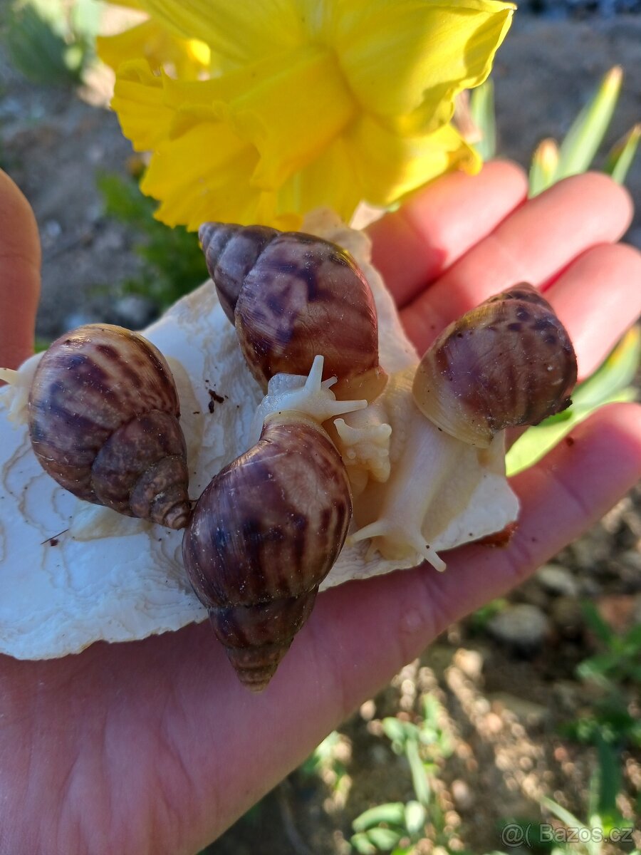 Afričtí šnečci - 2