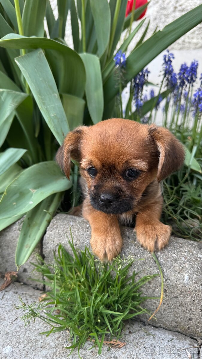 Jorkšírský terier - 2