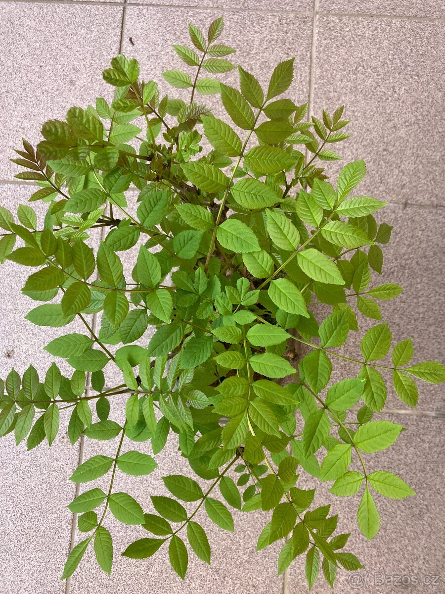 Bonsai, Bonsaj, jasan ztepilý - 2