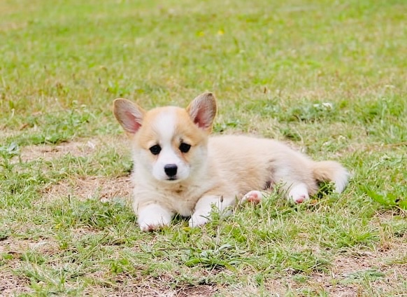 Welsh corgi Pembroke s PP - 2