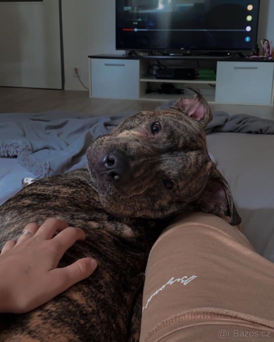 Pitbull - 2