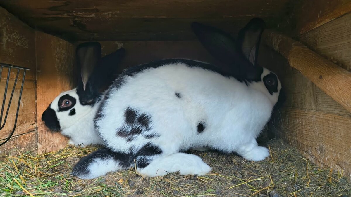 Německý obr. strakáč , samec /samice/ králík - 2