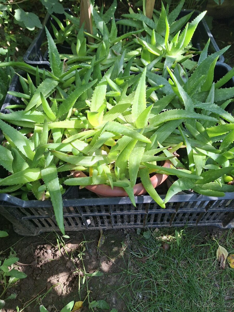 Aloe vera - 2