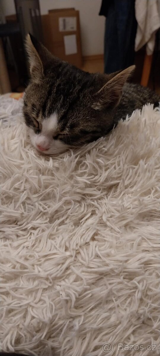 Hledá se domov pro nalezeného kocourka - 2