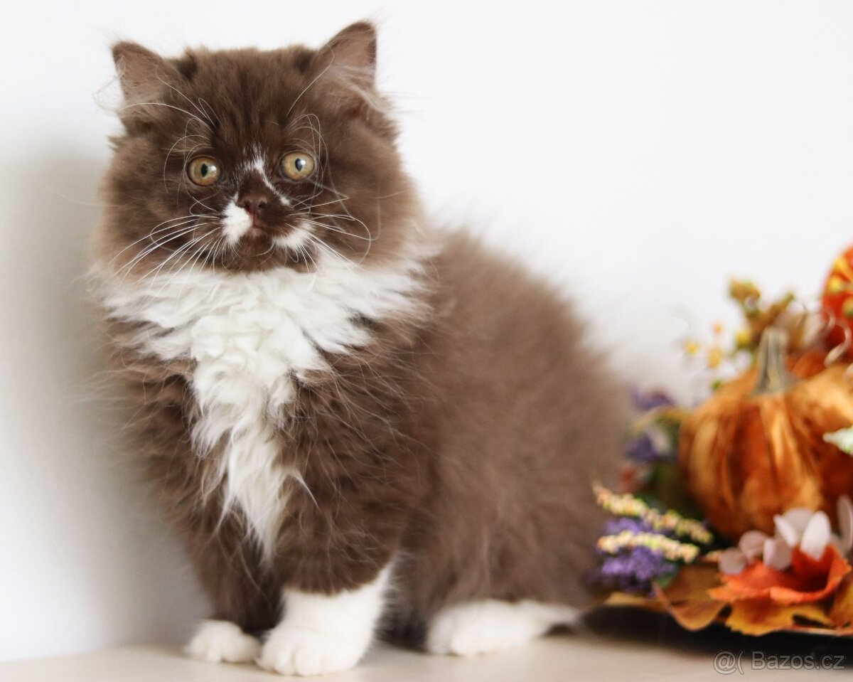 Britská dlouhosrstá koťátka s PP - 2