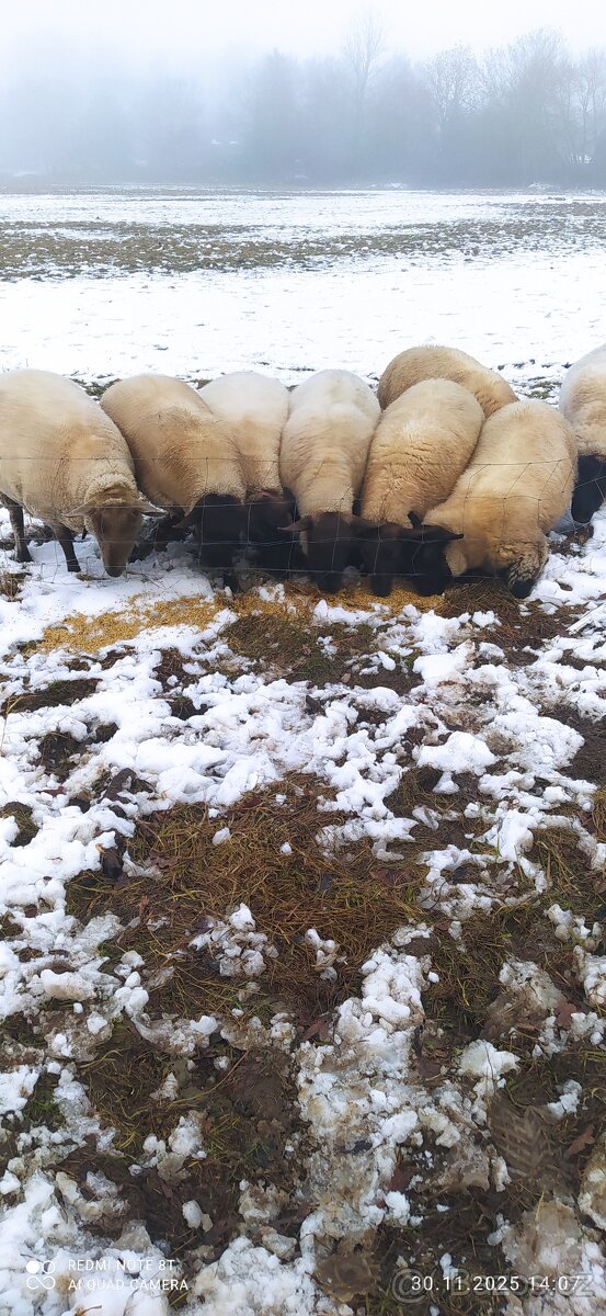 Beránci na maso - 2