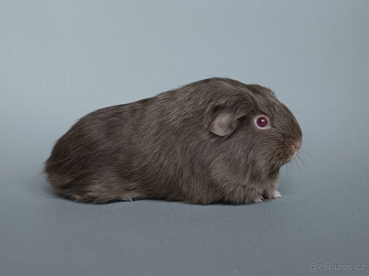 Šeltie - dlouhosrsté morče - 2