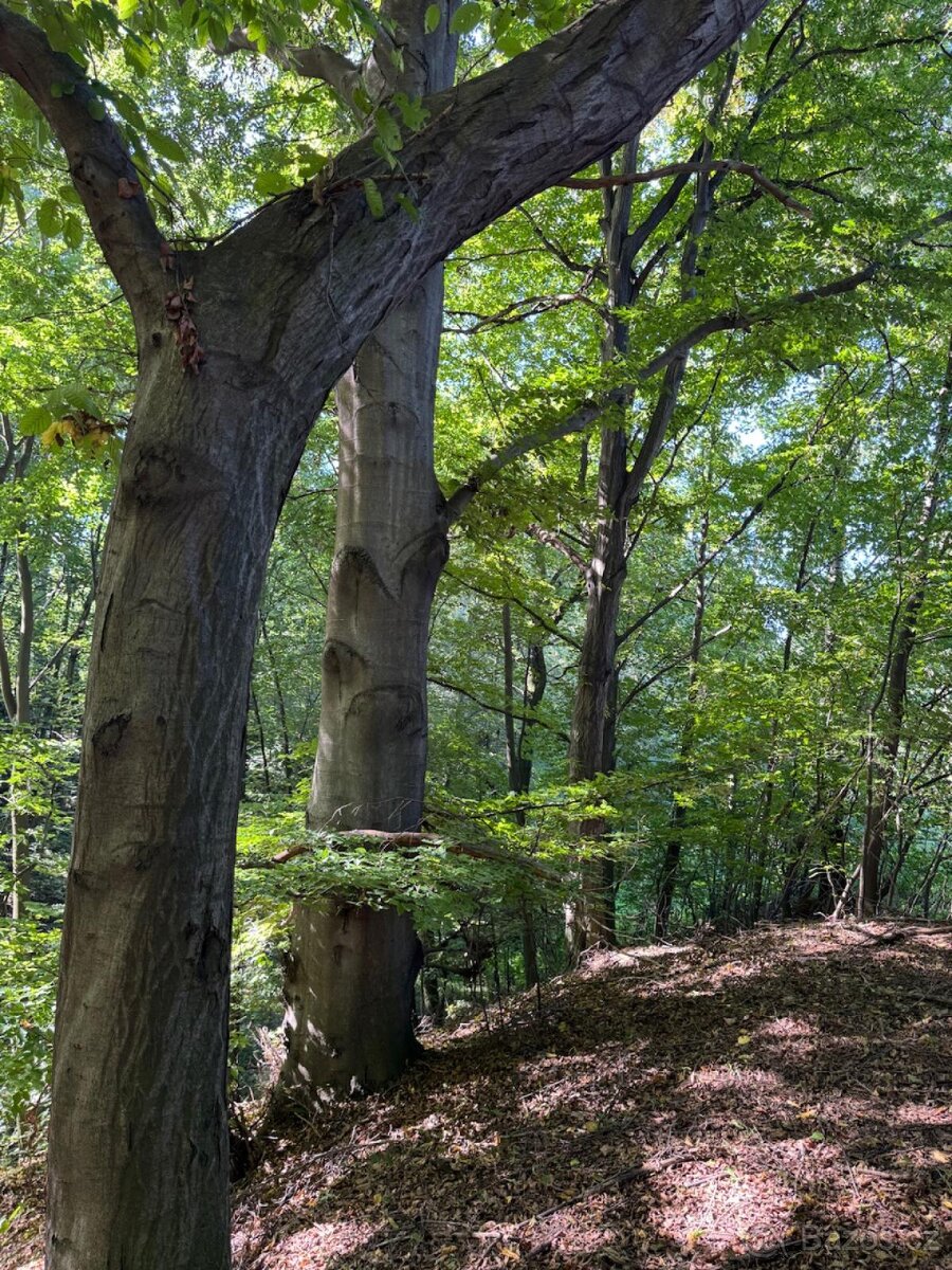 Prodej lesního pozemku v k.ú. Bartovice (2) - 2