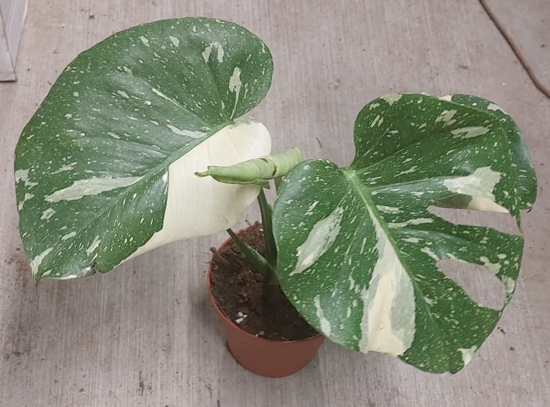 Monstera deliciosa 'Thai Constellation' - 2