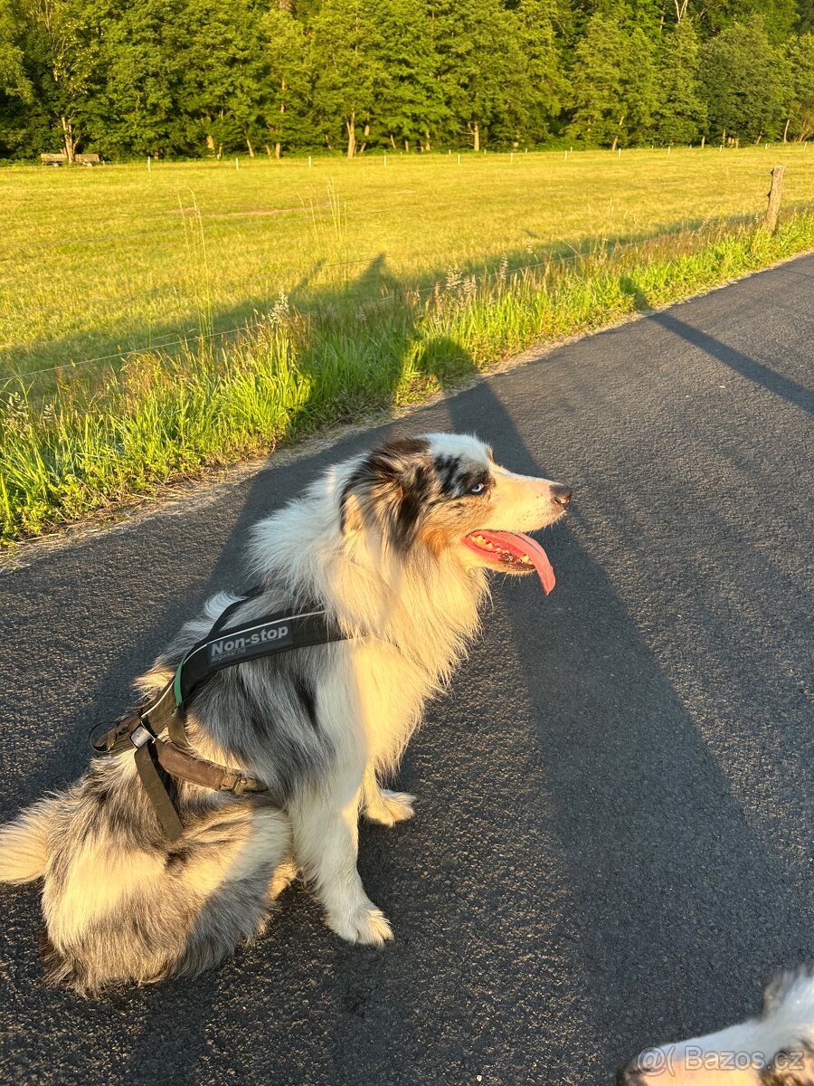 Krytí Border kolie bluemerle - 2