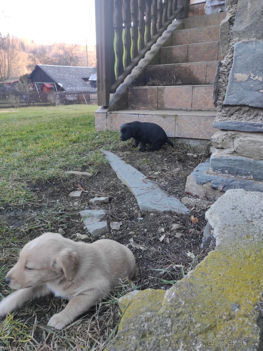 Prodej štěňat - 2