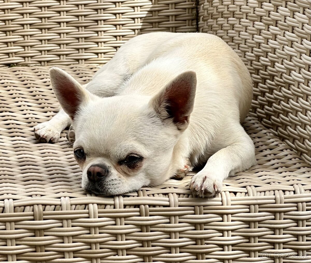 Čivava krátkosrstá s PP - 2