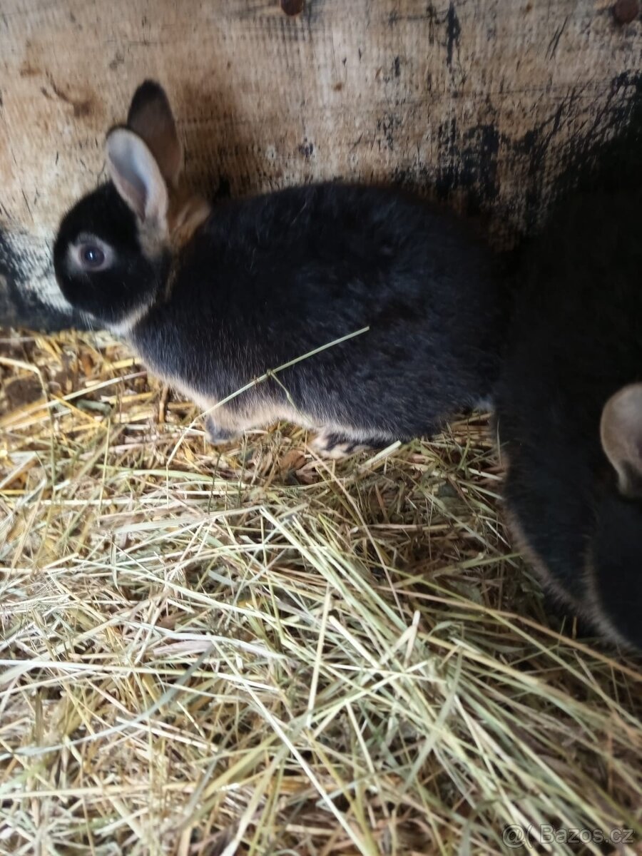 Zakrslý králíci - 2