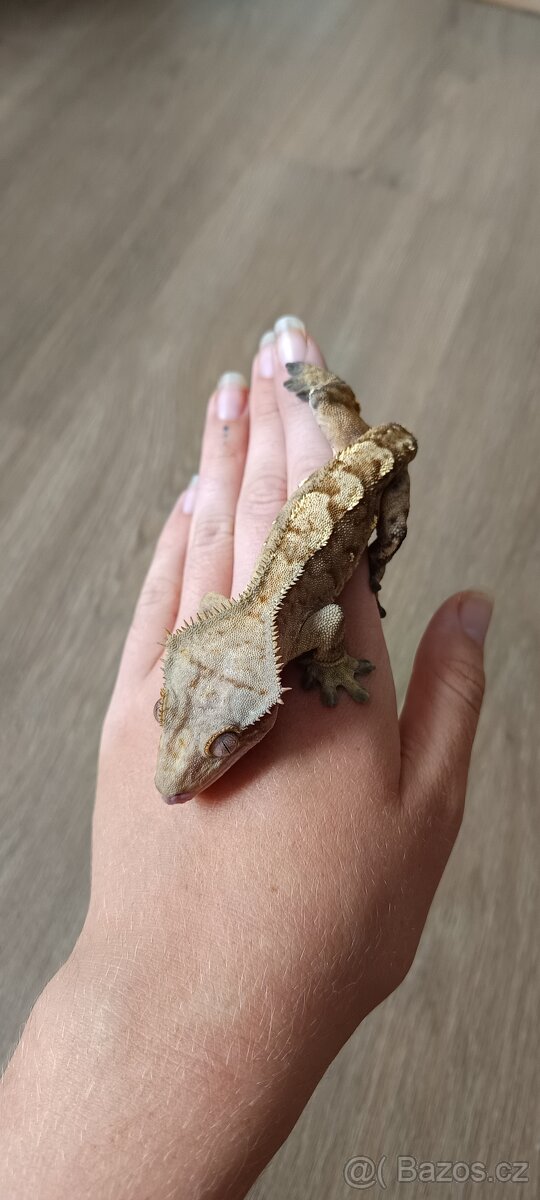 Pagekon řasnatý - mladý sameček (1) - 2