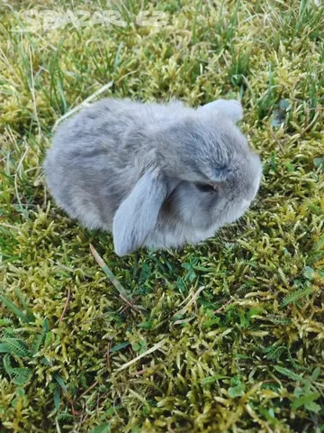 Zakrslý králíček beránek - 2