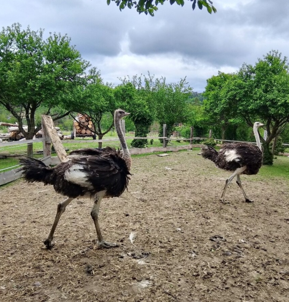 Pštrosí samec - výměna - 2