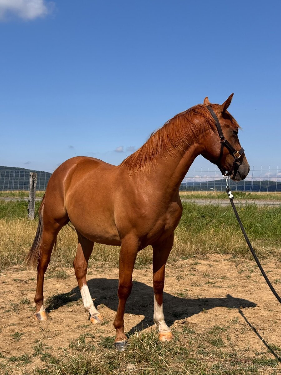 2 letý valach qh - 2
