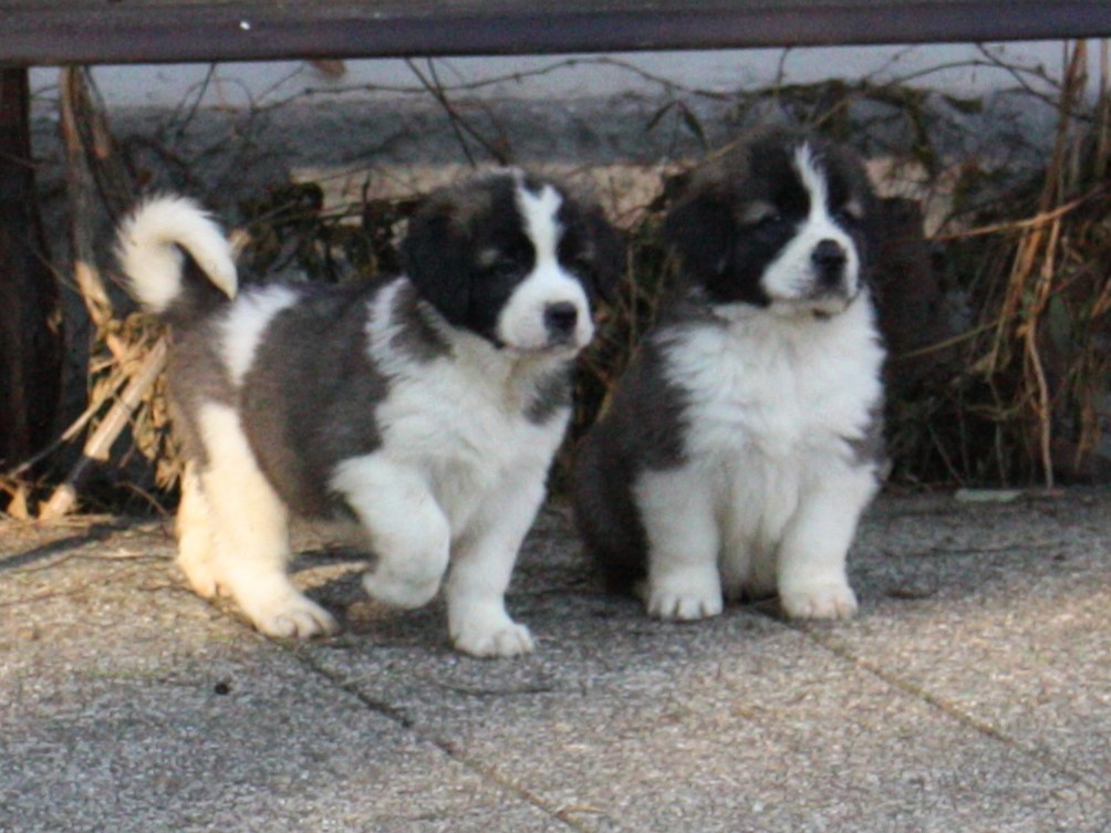 Moskevský strážní pes - 2