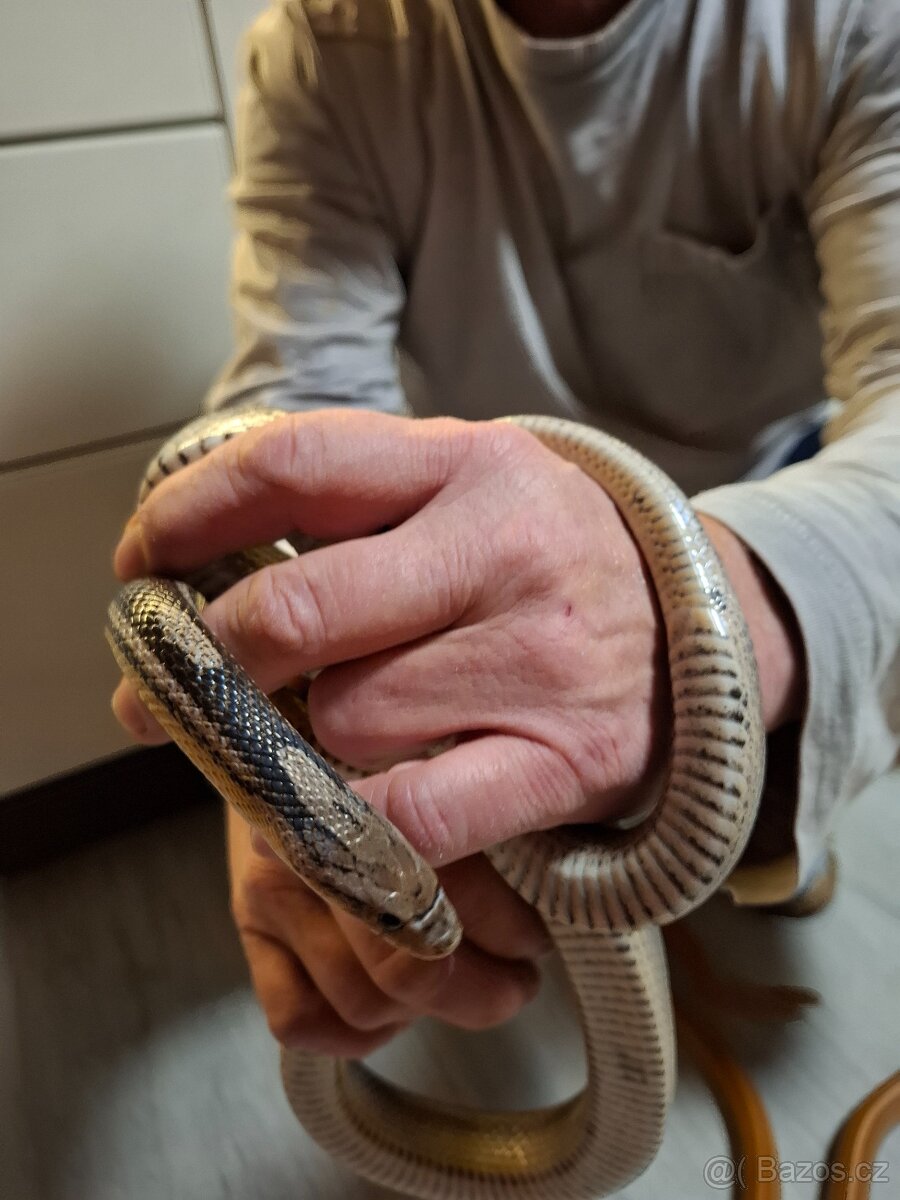 Užovka červená - 2