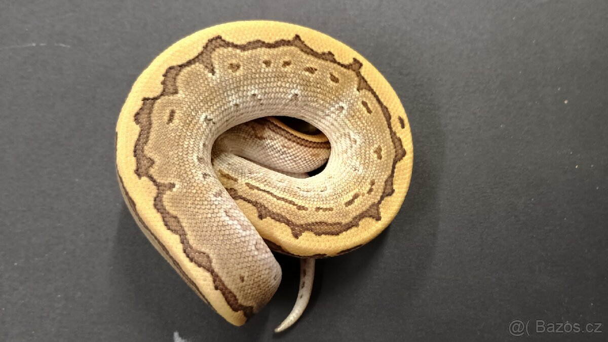 Krajta královská - 2