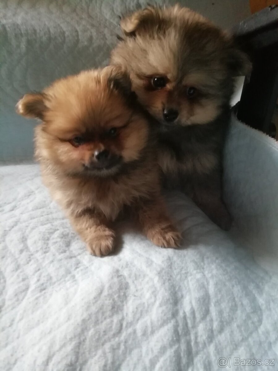 Německý špic - otec Pomeranian - 2
