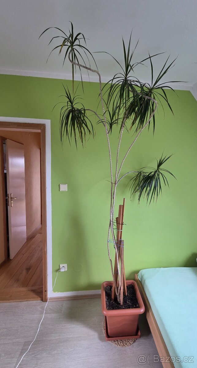 Vzrostlá Dracena - pokojové rostliny - 2