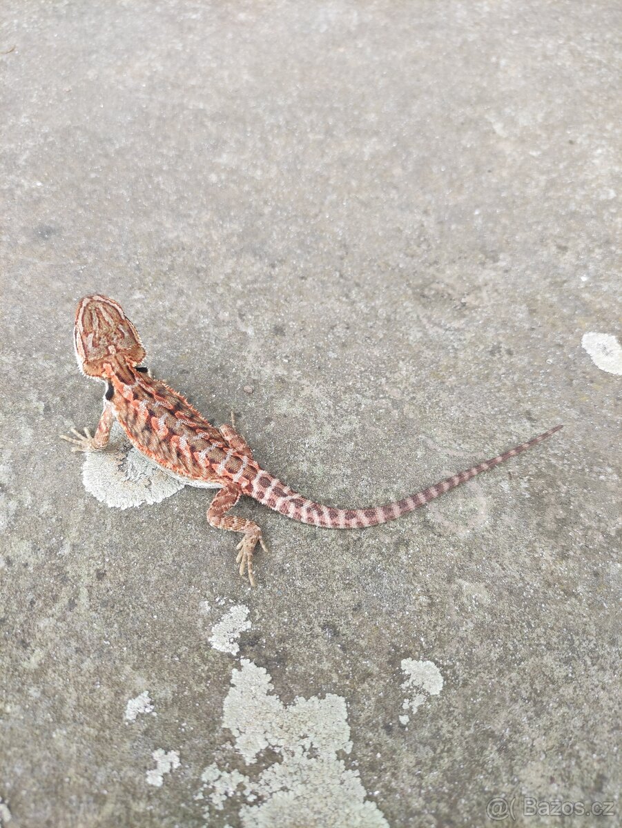 agama vousatá, terárium - 2