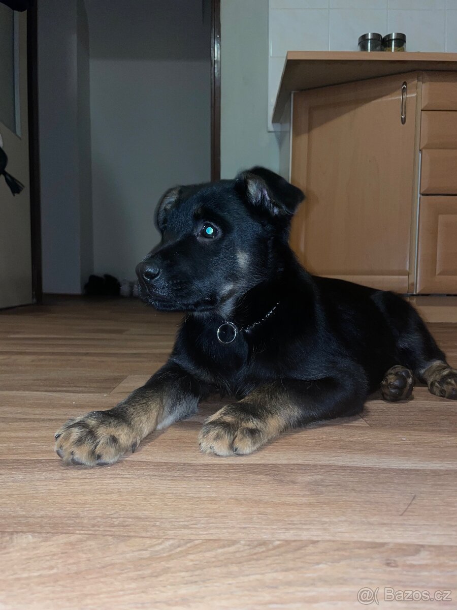 Štěně - 2