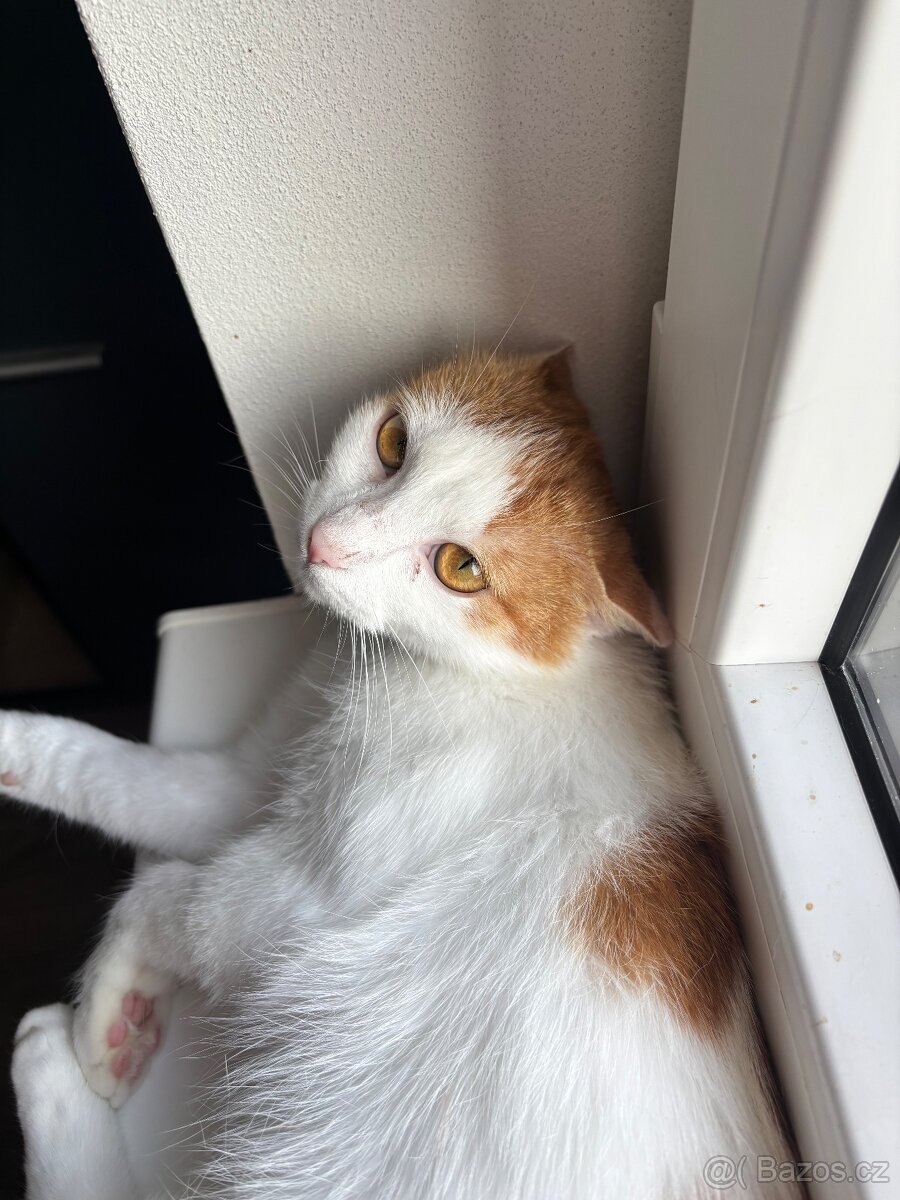 Daruji kočičku - 2