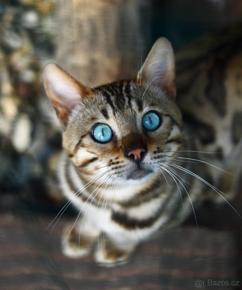 Bengálský kocour s PP na krytí - 2