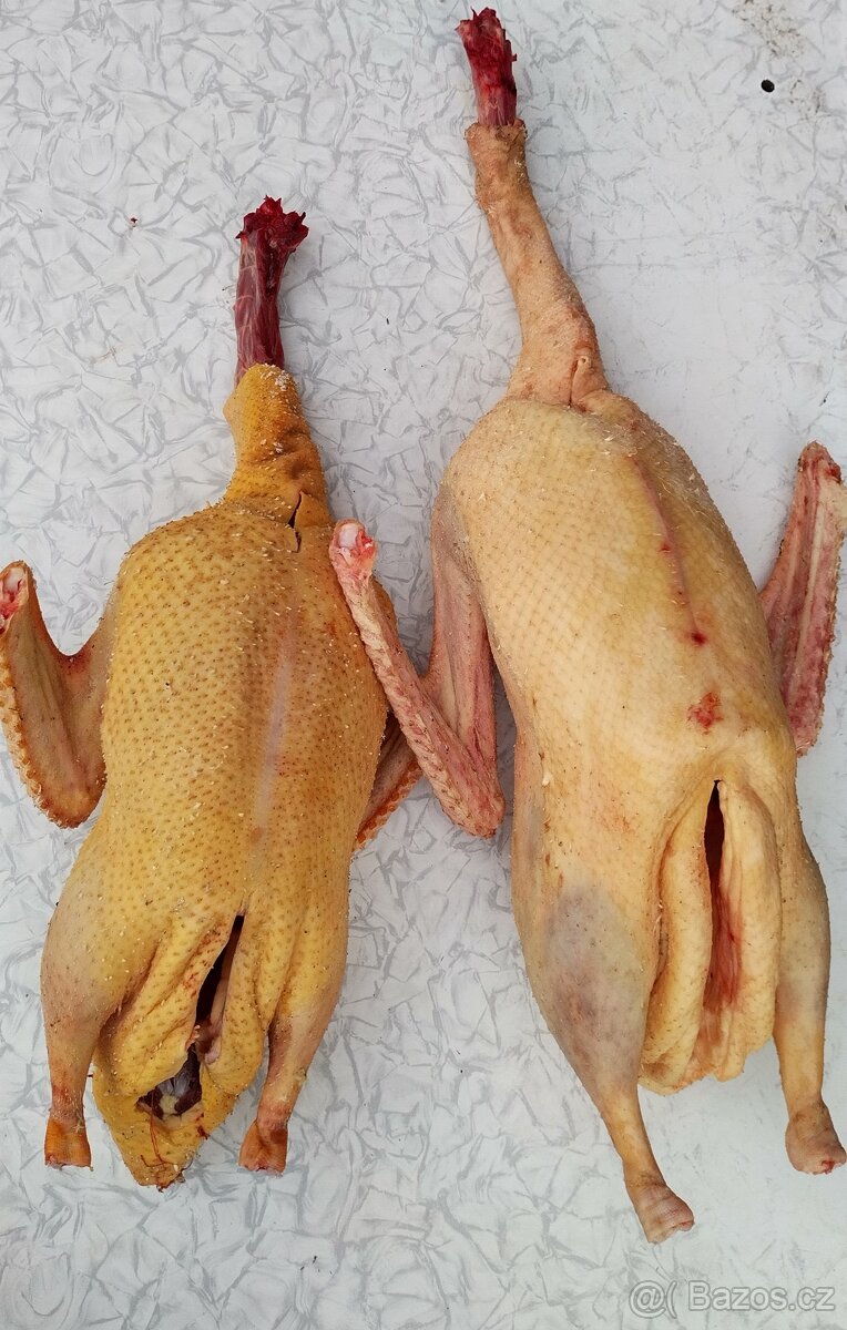 Domácí husa - živá i zabitá - 2