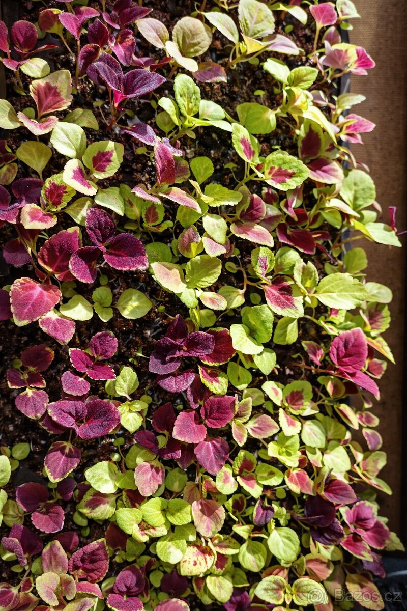 Africké kopřivy coles - 2